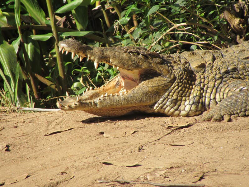 File:Madagascar, crocodiles.jpg - Wikimedia Commons