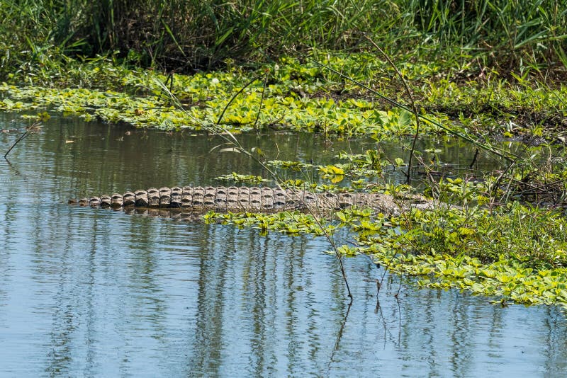 Nile Crocodile in a River between Water Plants Stock Image - Image of  morning, landscape: 153409739