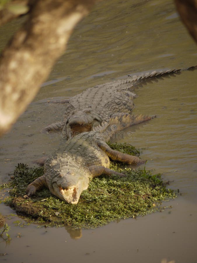 Nile Crocodiles stock images Nile Crocodiles stock images