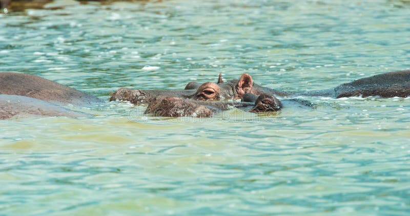 Hippos at Queen Elizabeth Park Uganda. Hippos at Queen Elizabeth Park Uganda