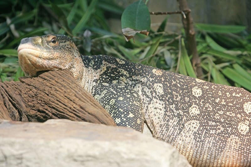 Nile Monitor 1 royalty free stock images