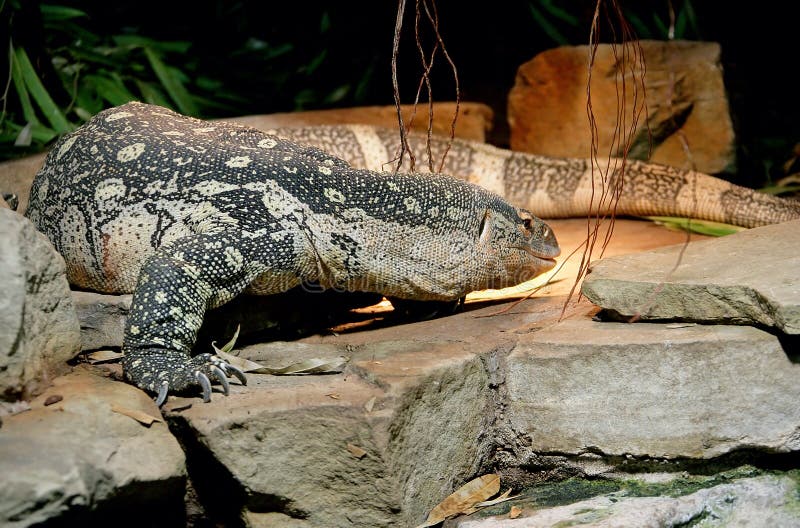Nile Monitor 2 stock images