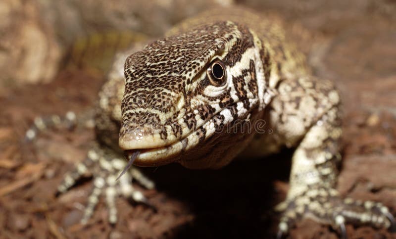 Nile Monitor stock photography