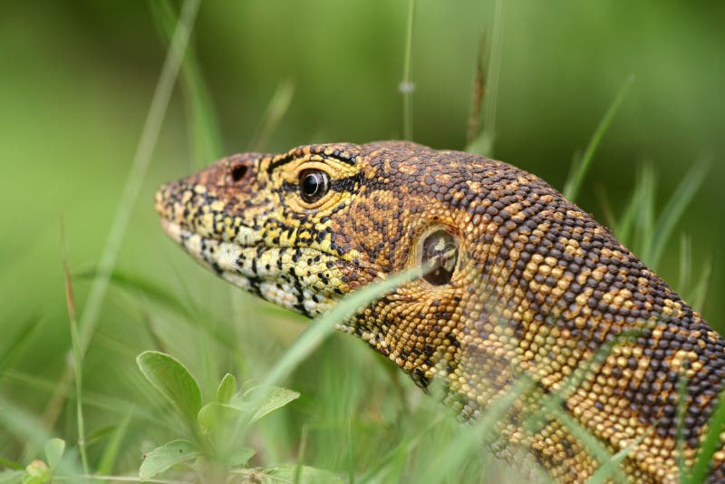 Nile Monitor closeup royalty free stock photography