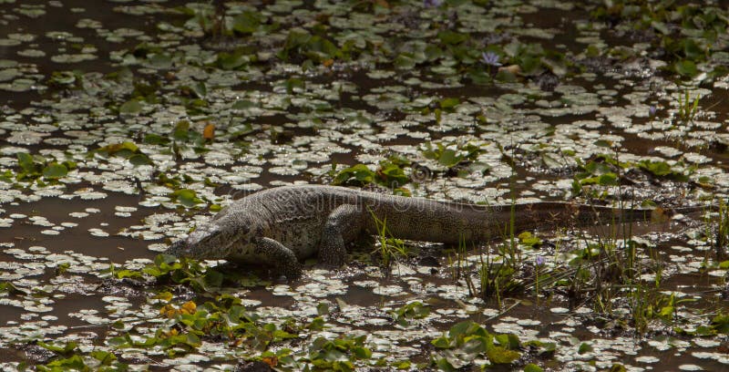 Nile Monitor in a lagoon royalty free stock image