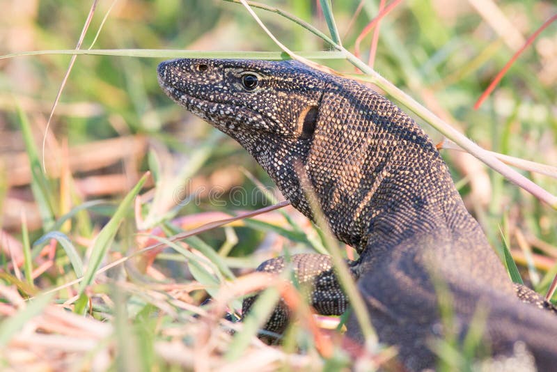 Nile monitor lizard portrait stock photography