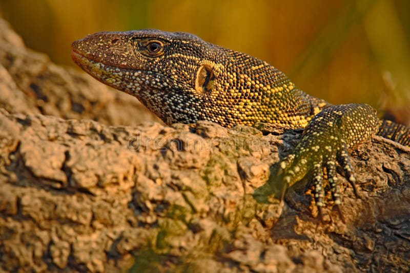 Nile Monitor, Varanus niloticus, Detailhauptporträt vom Reptil, Naturlebensraum, Nationalpark Chobe, Botswana, Afrika stockbild Nile Monitor, Varanus niloticus, Detailhauptporträt vom Reptil, Naturlebensraum, Nationalpark Chobe, Botswana, Afrika stockbild