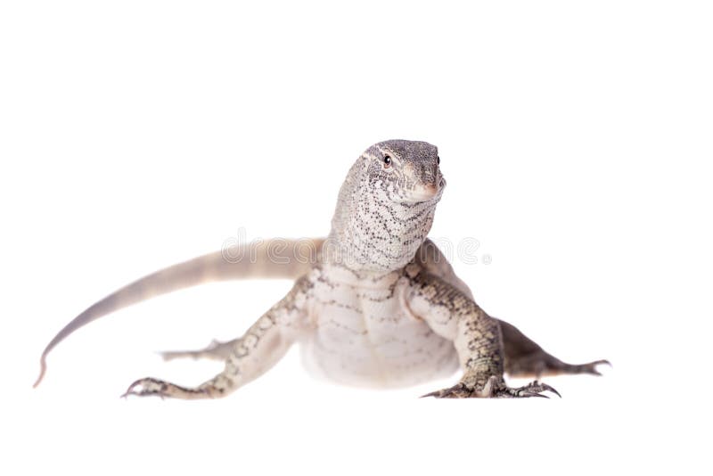 Nile monitor on white background royalty free stock image