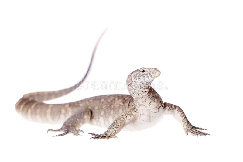 Nile monitor on white background stock photos