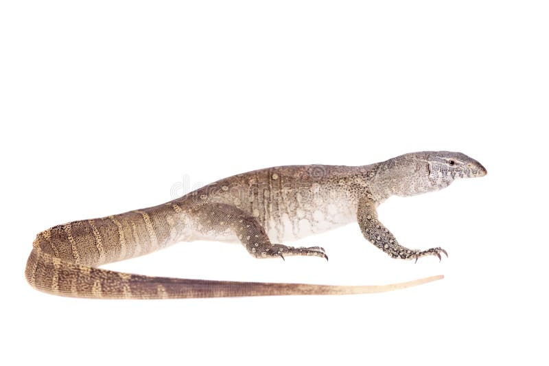 Nile monitor on white background royalty free stock photography