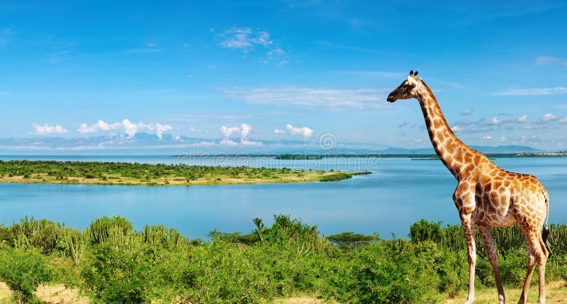 Nile rzeka Uganda fotografia stock