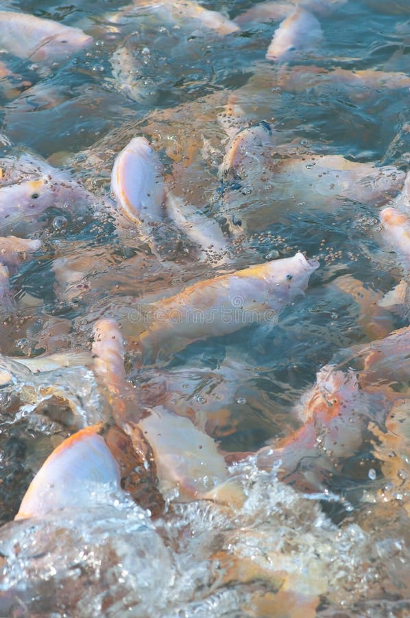 Nile tilapia farm stock photo. Image of market, natural 24034288