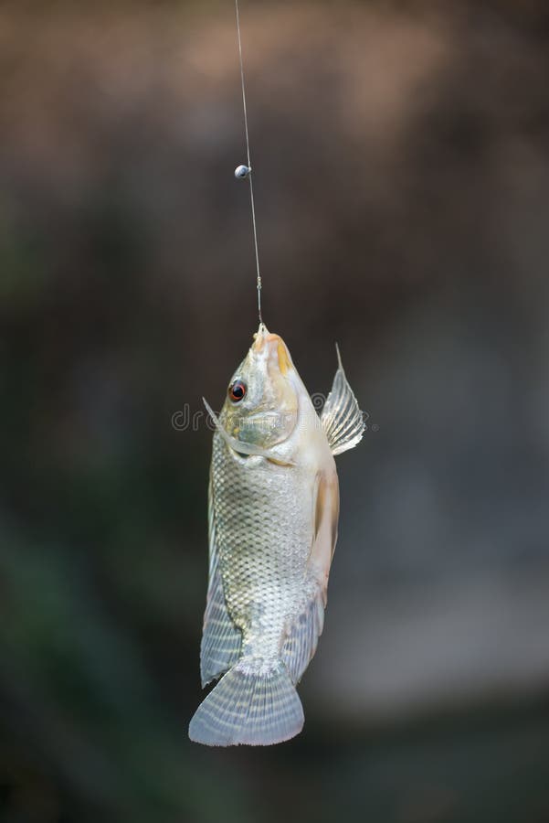 Nile tilapia fish hanging on hook