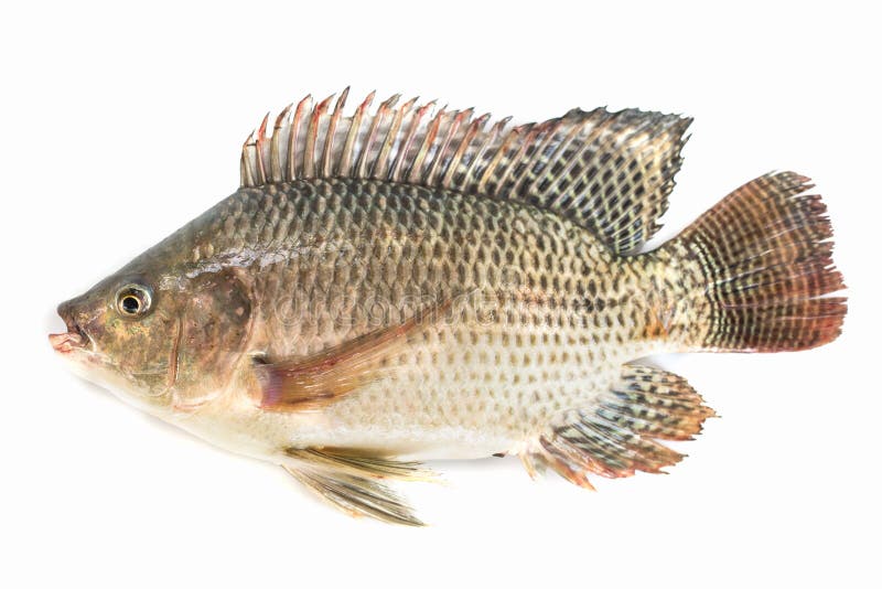 Nile Tilapia Fish Isolated on White Background, Fish Meat Stock Photo