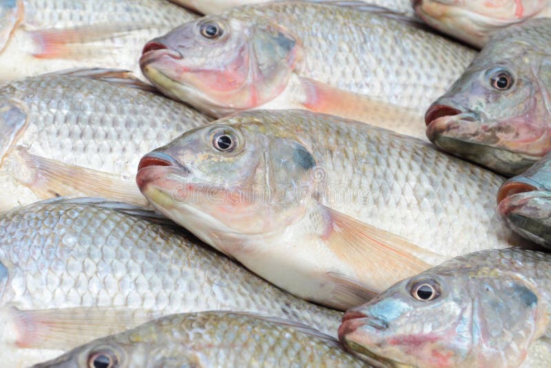 Nile Tilapia stock image. Image of fresh, fishery, culinary 24271685