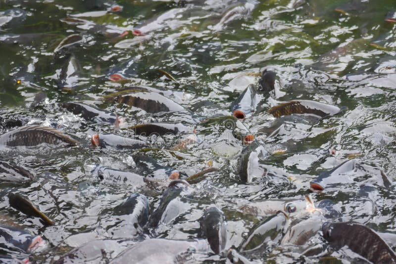 Nile Tilapia Industry Fish buona per il buon gusto dei prezzi è popolare nello stagno con grano immagine stock Nile Tilapia Industry Fish buona per il buon gusto dei prezzi è popolare nello stagno con grano immagine stock