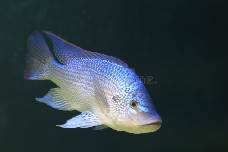 Download Nile Tilapia Stock Image Of Oreochromis Freshwater Download Nile Tilapia Stock Image Of Oreochromis Freshwater