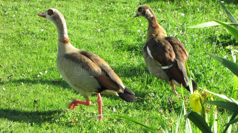 Nilegeese de corrida na grama verde fotografia de stock Nilegeese de corrida na grama verde fotografia de stock
