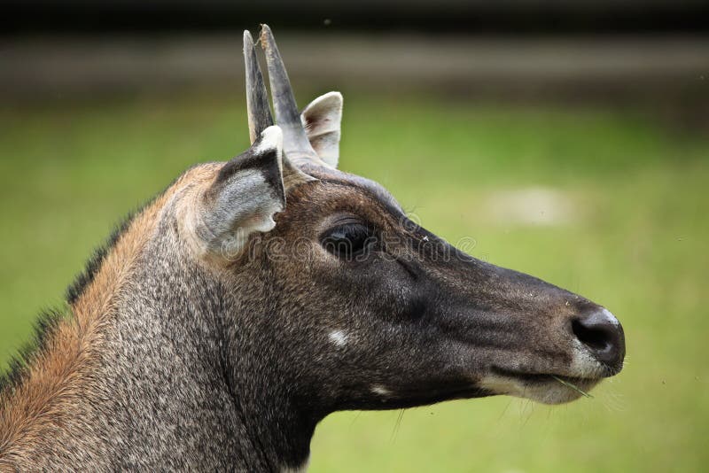 Nilgai (Boselaphus tragocamelus). royalty free stock image Nilgai (Boselaphus tragocamelus). royalty free stock image
