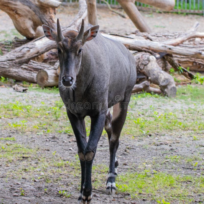 Nilgai Boselaphus tragocamelus, also known as the nilgau or blue bull in zoo royalty free stock photos Nilgai Boselaphus tragocamelus, also known as the nilgau or blue bull in zoo royalty free stock photos