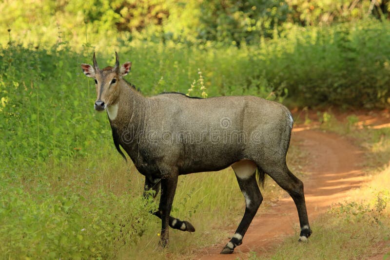 Nilgai, Boselephus Tragocamelus, Tadoba National Park, Maharashtra, India  Stock Photo - Image of female, animals: 144578418