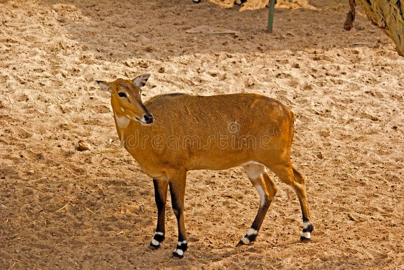 Kankariya Zoo Stock Photos - Free & Royalty-Free Stock Photos from  Dreamstime