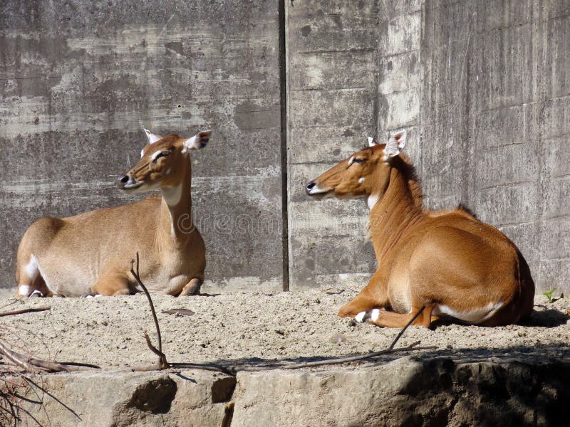 Jovem corça foto de stock. Imagem de animal, selvagem - 29232578