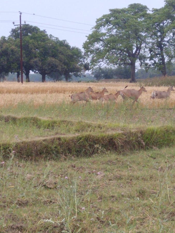Nilgai is running on field stock photo. Image of animal - 172074616 Nilgai is running on field stock photo. Image of animal - 172074616