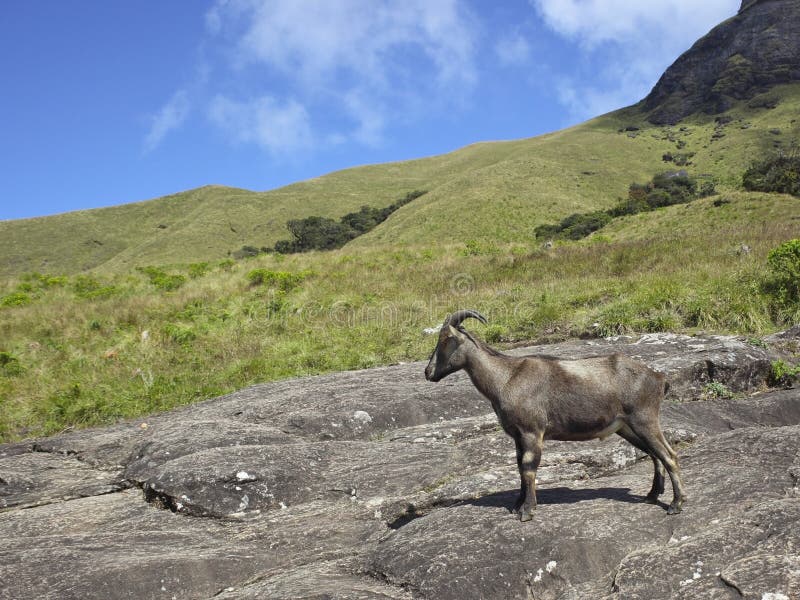 Nilgiri tahr lizenzfreies stockfoto Nilgiri tahr lizenzfreies stockfoto