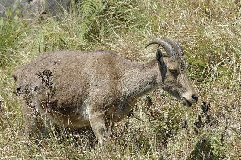 Nilgiri Tahr