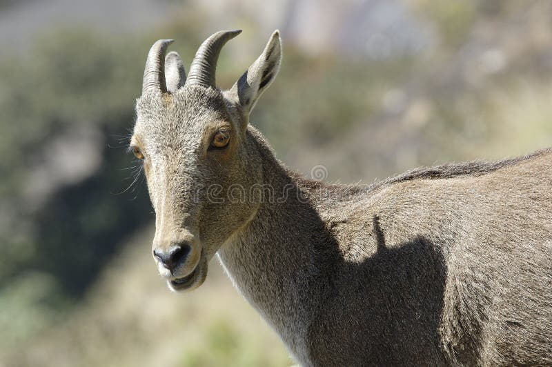 Nilgiri Tahr