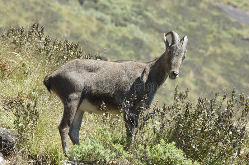 Nilgiri Tahr