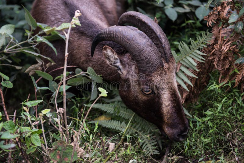 Nilgiri Tahr Eating Leaves