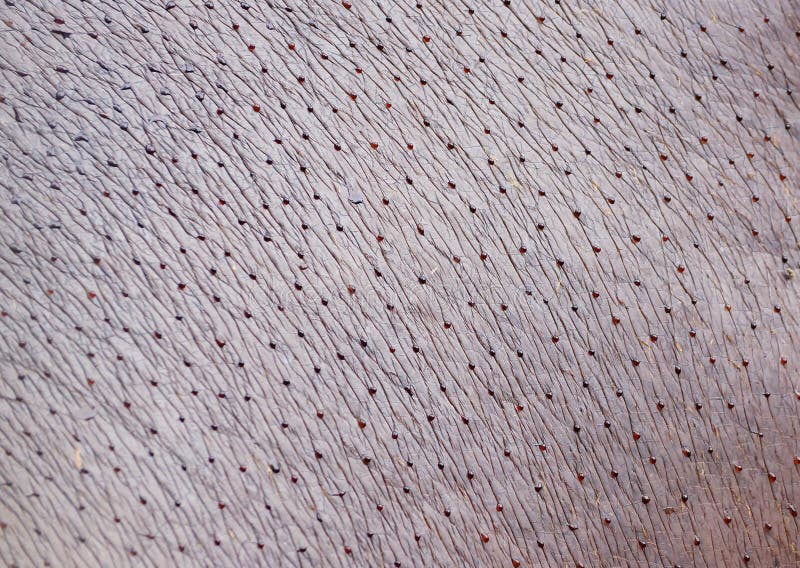 Nilpferd-Haut lizenzfreies stockfoto