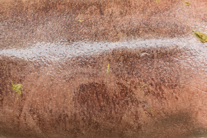 Nilpferd-Haut stockfotos