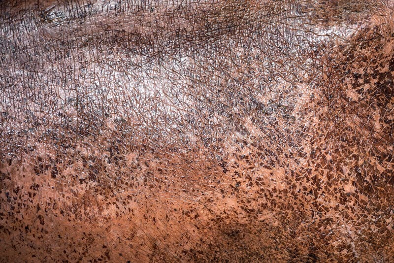 Nilpferd-Haut stockbild