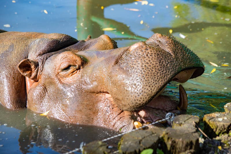 Hippopotamus Ansichtskarte 3 D Nilpferd im Wasser mit offenem Maul 