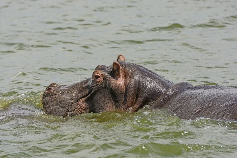 Nilpferd in Nile River lizenzfreie stockbilder Nilpferd in Nile River lizenzfreie stockbilder