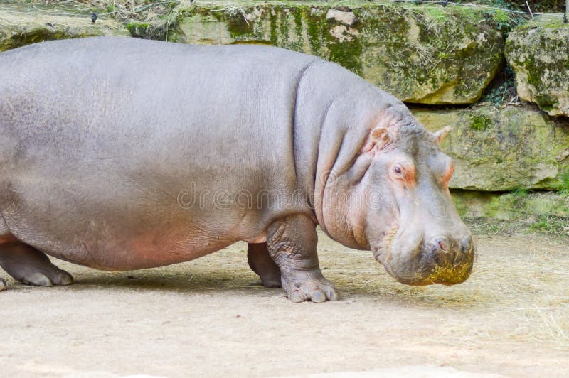 Nilpferd oben gesehen vom Abschluss lizenzfreie stockbilder Nilpferd oben gesehen vom Abschluss lizenzfreie stockbilder