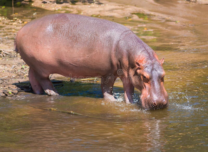 Der Nilpferd Trinkt Wasser Aus Einem Teich Stockbild Bild von sommer