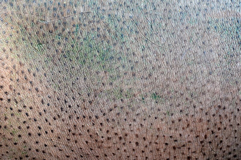 Nilpferdhaut stockfotografie