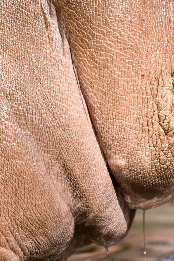 Nilpferdhaut als Hintergrund lizenzfreies stockfoto