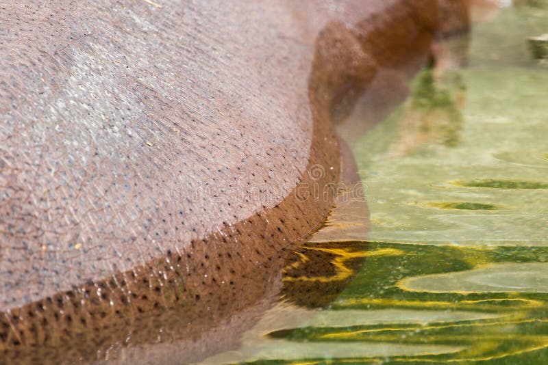 Nilpferdhaut als Hintergrund lizenzfreie stockfotos