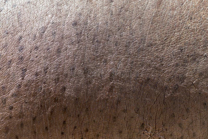 Nilpferdhaut als Hintergrund stockbilder