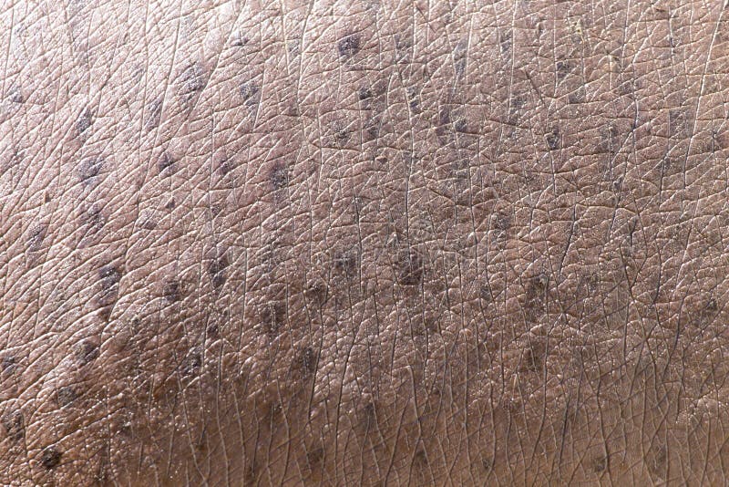 Nilpferdhaut als Hintergrund stockfoto