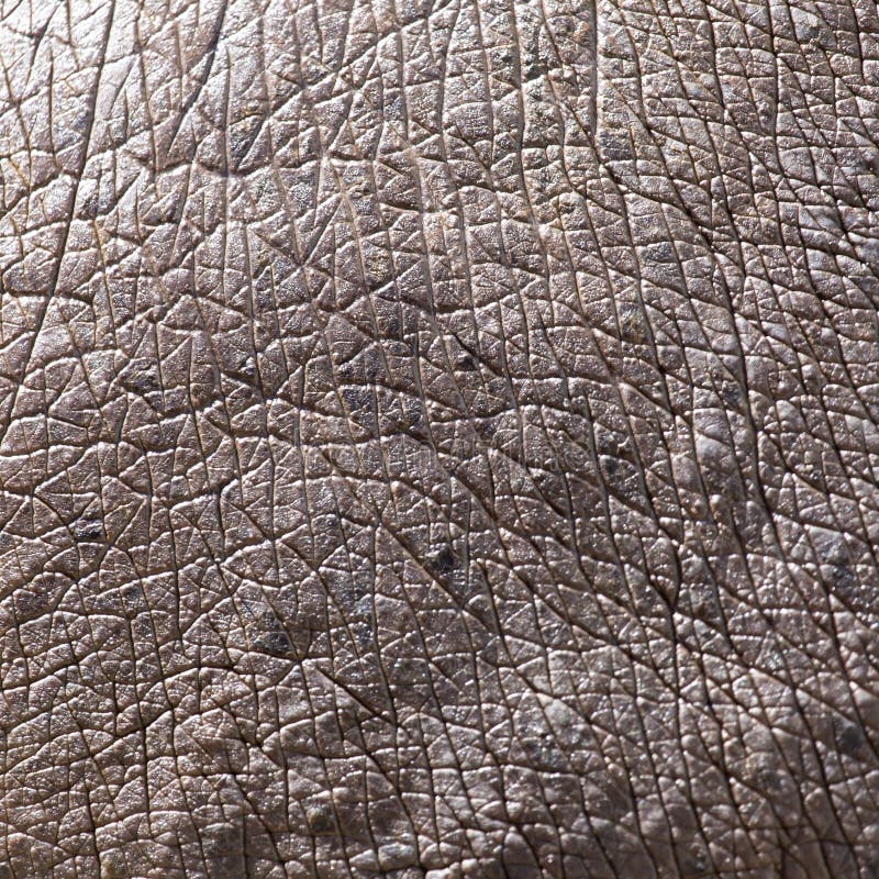 Nilpferdhaut als Hintergrund lizenzfreie stockfotografie