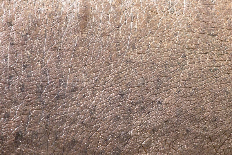 Nilpferdhaut als Hintergrund stockfoto