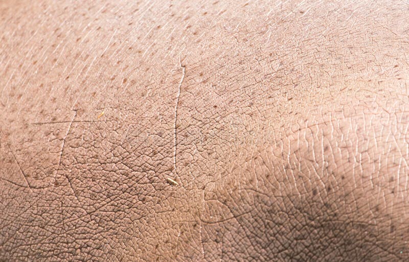 Nilpferdhaut als Hintergrund stockfotos