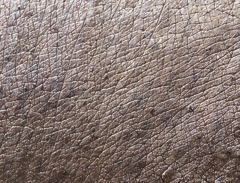 Nilpferdhaut als Hintergrund lizenzfreies stockfoto