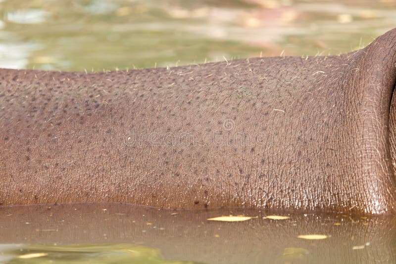 Nilpferdhaut als Hintergrund stockfotografie